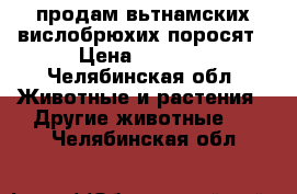 продам вьтнамских вислобрюхих поросят › Цена ­ 3 500 - Челябинская обл. Животные и растения » Другие животные   . Челябинская обл.